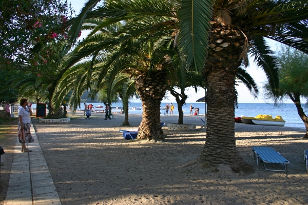 BeachPalms